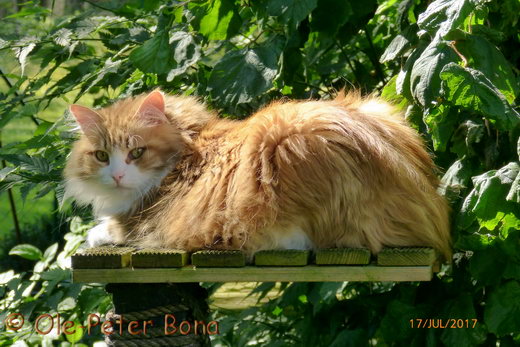 Sibirische Katzen Katrinchen von der Gronau